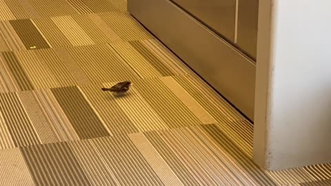 December 26, 2024 - A Friendly (and Hungry) Bird in the Raleigh - Durham Airport