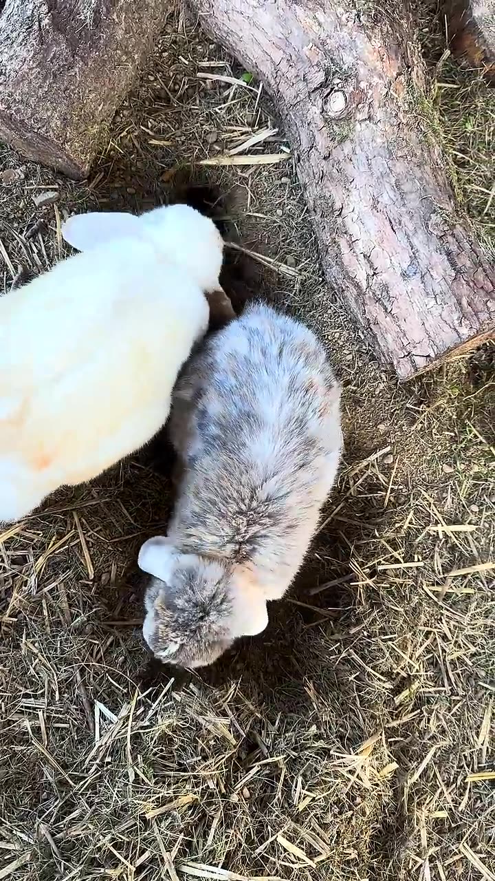 den lilla kaninungen som smälter hjärtan