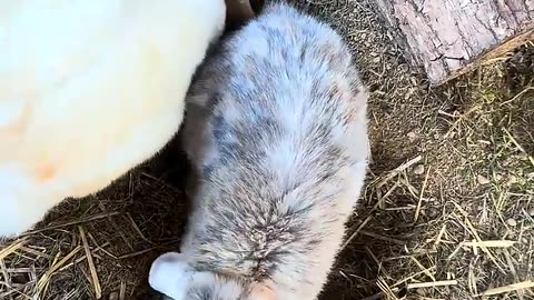 den lilla kaninungen som smälter hjärtan