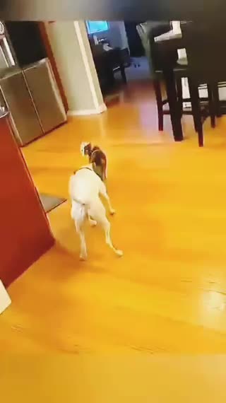 Most virtual video for animal lover