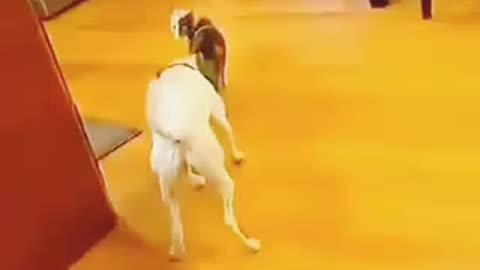 Most virtual video for animal lover