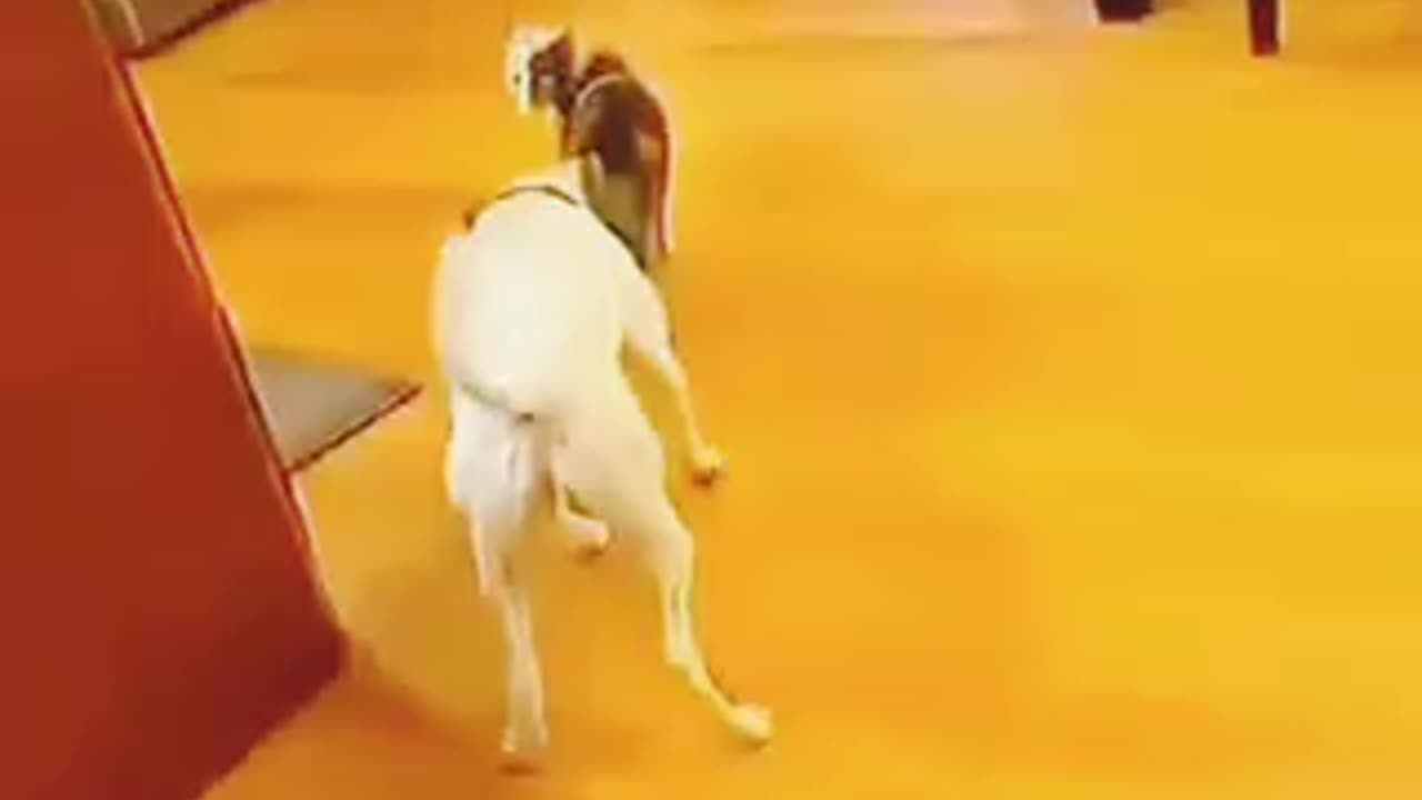 Most virtual video for animal lover