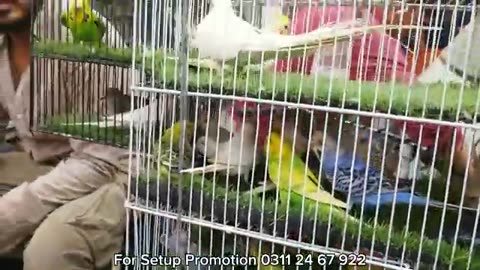 Karachi Birds market 2/11/25