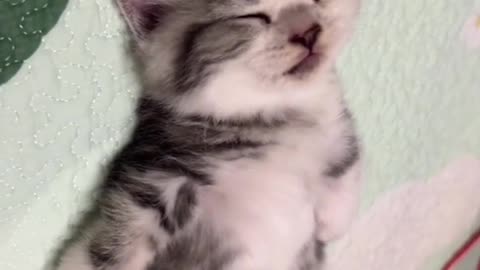 very cute kitten is sleeping