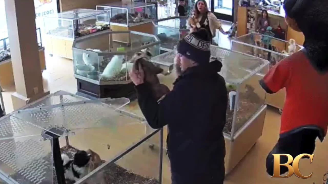 Thieves fake seizure to steal puppies from Colorado pet store