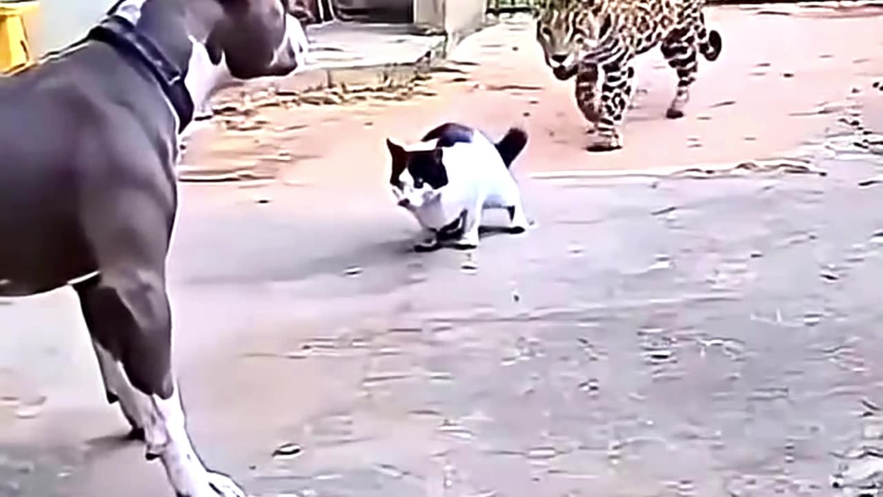 The Cat That Terrifies Tigers!
