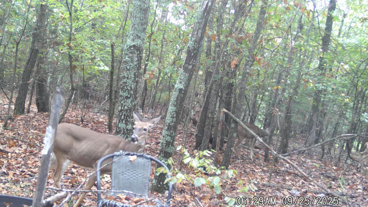 A Herd of Deer