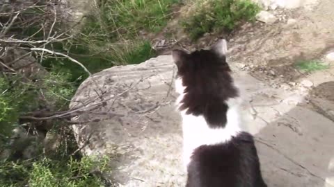 Our Cats #161 - Short Clip - Hiking With Cats | Cats Jump & Walk On Rocks Among Prickly Pears