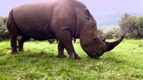 Rhinoceroses Eating Grass | ASMR