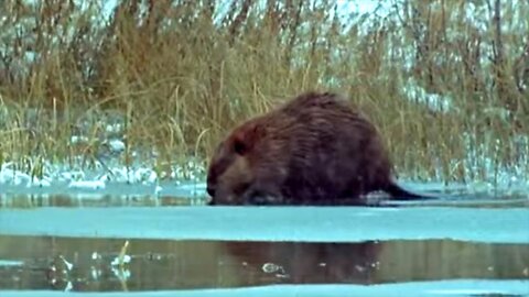 Beavers in the Snow