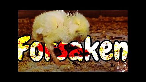 The Forsaken Children (Baby Chickens)