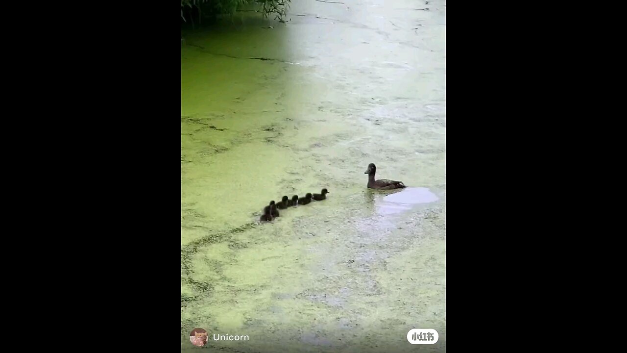 duck family