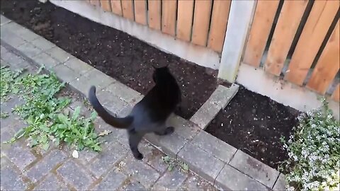 Amazing kitten Luna loves to go outside with me