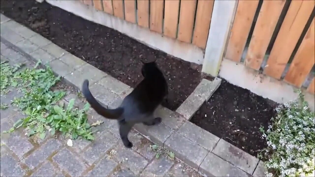 Amazing kitten Luna loves to go outside with me