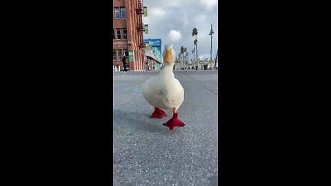 funny duck