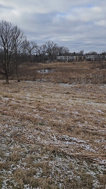 A Couple of Geese at Fishbone Pond