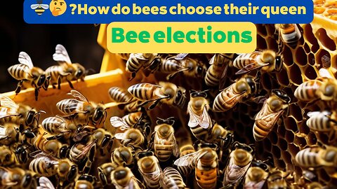 How Bees Choose Their Next Queen