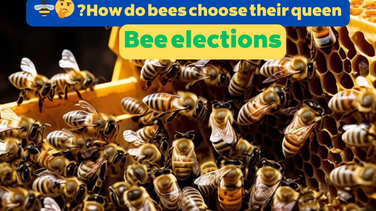 How Bees Choose Their Next Queen