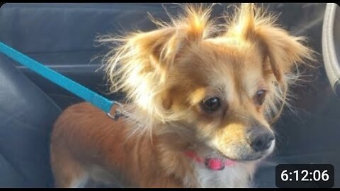 ❄️ MIKE STROKEOFF (YT) SNOWDOGGG& BELLA 1-25-26