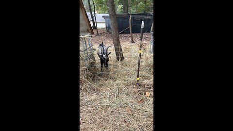 Stinky Goat Season