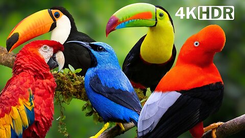 STRESS RELIEF 🌿THE MAGICAL BIRDS OF THE RAINFOREST 🌿 BREATHTAKING NATURE 🌿 SOUNDS HEAL THE SOUL