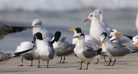 Tern Adventures: Graceful Birds in the Wild!" 5. "Meet the Terns: Fun Facts About These seabirds