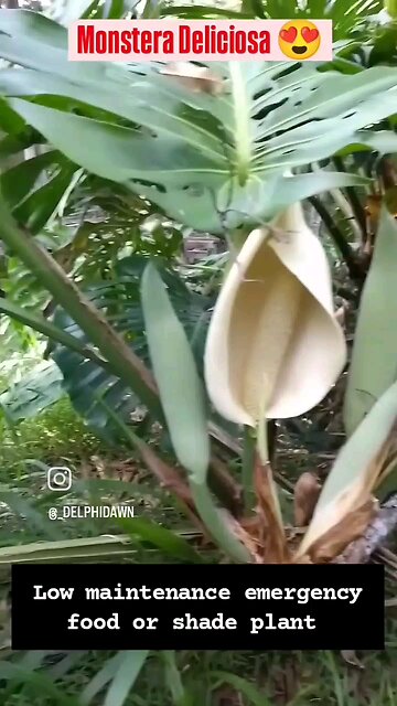 Monstera Deliciosa