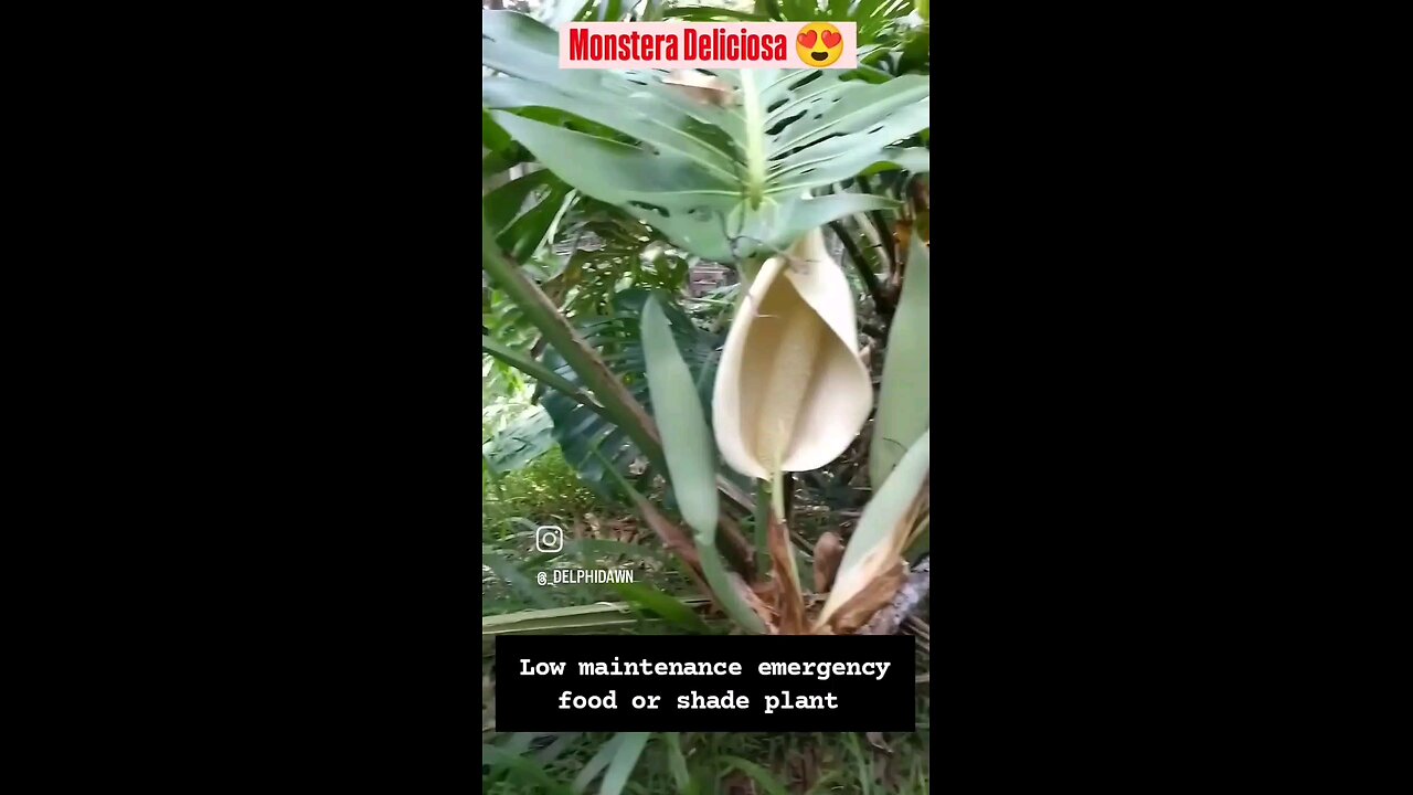 Monstera Deliciosa