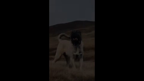 Amazing Dogs Transformation #shorts #viralshorts #dog #canecorso #kangal #alabai