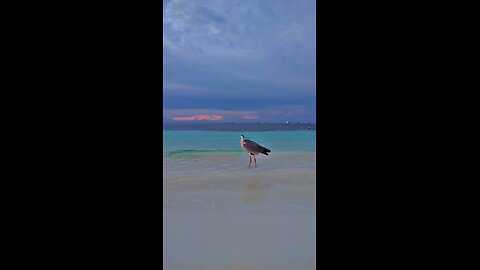 Title: “Beautiful Bird by the Sea | Serene Beach on a Sunny Day