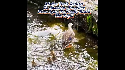 Mother Duck Refuses To Abandon 🦆🦆🦆- Duckling Rises Again To Finally Reach The Top!!!