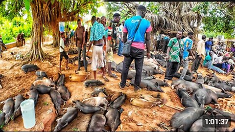 Rural African market day in Aklakou village Togo west Africa. Cost of living in my village.