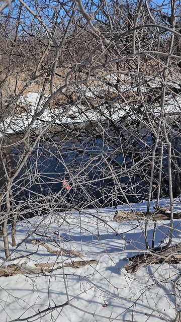 Watching Geese Through Winter Trees
