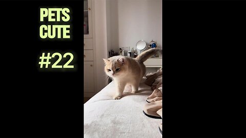 Beginner’s Guide to Hamster Care