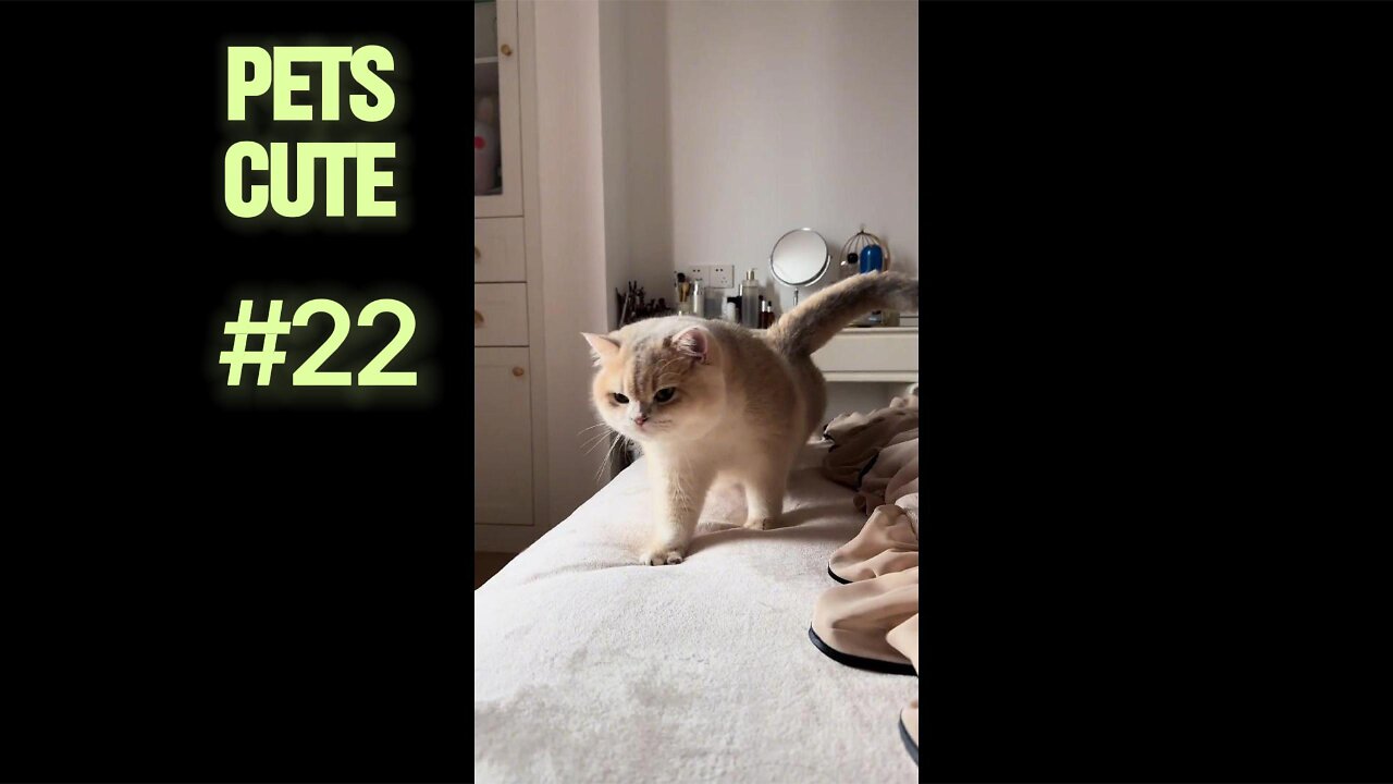 Beginner’s Guide to Hamster Care