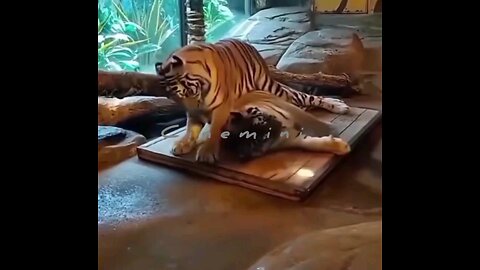 live indiana wildlife Silly cat Is Really Enjoying