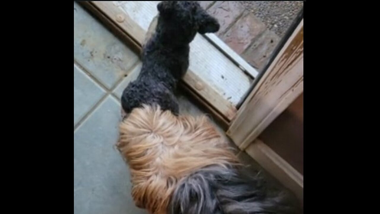 When your Yorkie teases you #funnydogs #yorkshireterrier