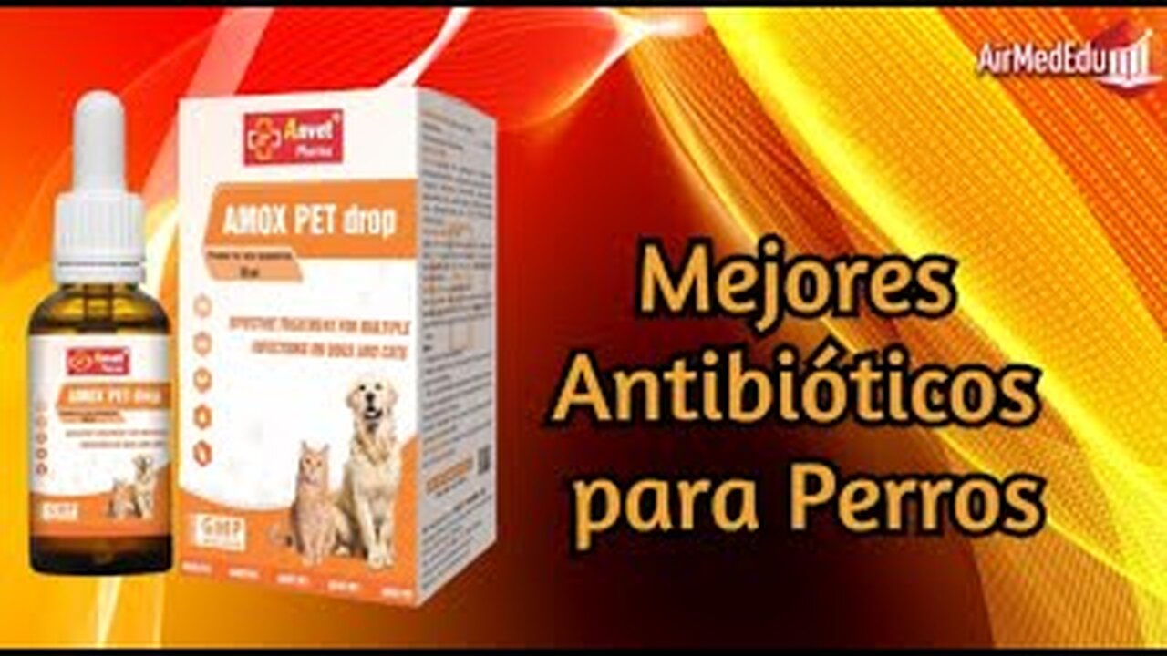 Mejores Antibióticos para Perros