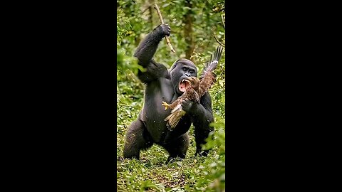 ‎“Eagle STRIKES a Gorilla on the Mountain Top 🦅🔥 | Unbelievable Animal Power Clash