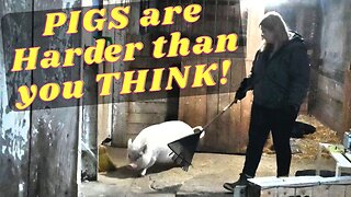 Secret LIFE Of PIGS!