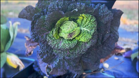 March Garden Series: Day 5/15 | More Cleaning Out the In Ground Garden & Mini Brassica Harvest