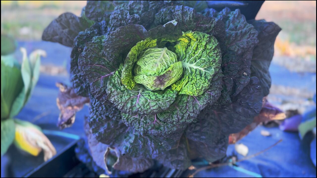 March Garden Series: Day 5/15 | More Cleaning Out the In Ground Garden & Mini Brassica Harvest