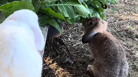 detta kaninögonblick vill du inte missa