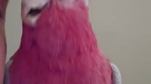 Beatboxing Bailey the Cockatoo