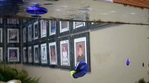 Swimming saucer in the aquarium