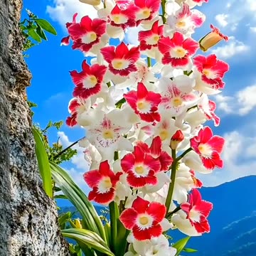 beautiful nature , Innocence Blooming Like Flowers 🌸