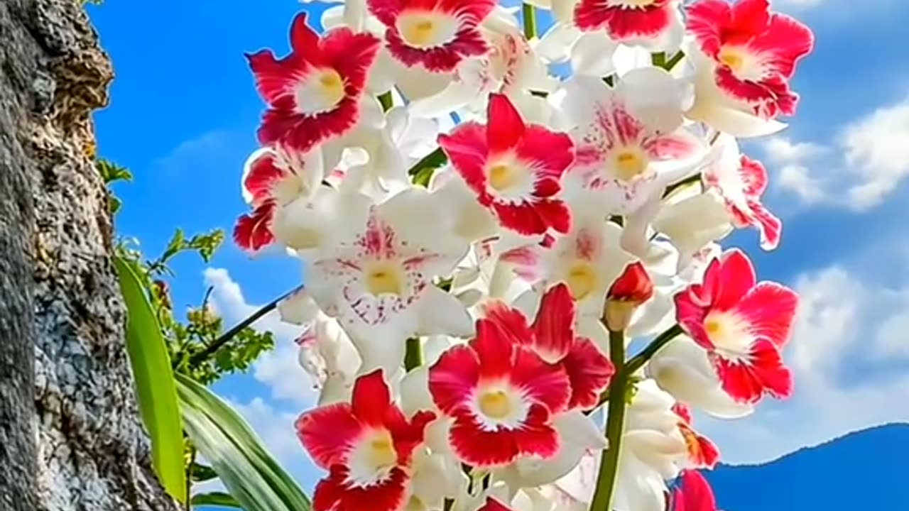 beautiful nature , Innocence Blooming Like Flowers 🌸