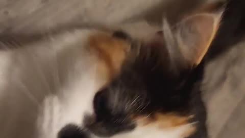 Little baby pugz fridge hovering 🐈