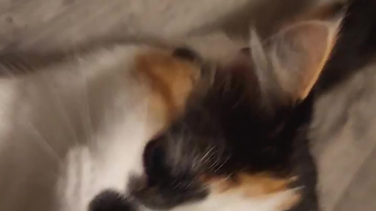 Little baby pugz fridge hovering 🐈