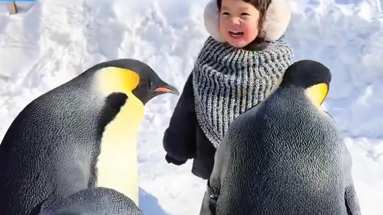 The baby successfully got into the penguin 🐧
